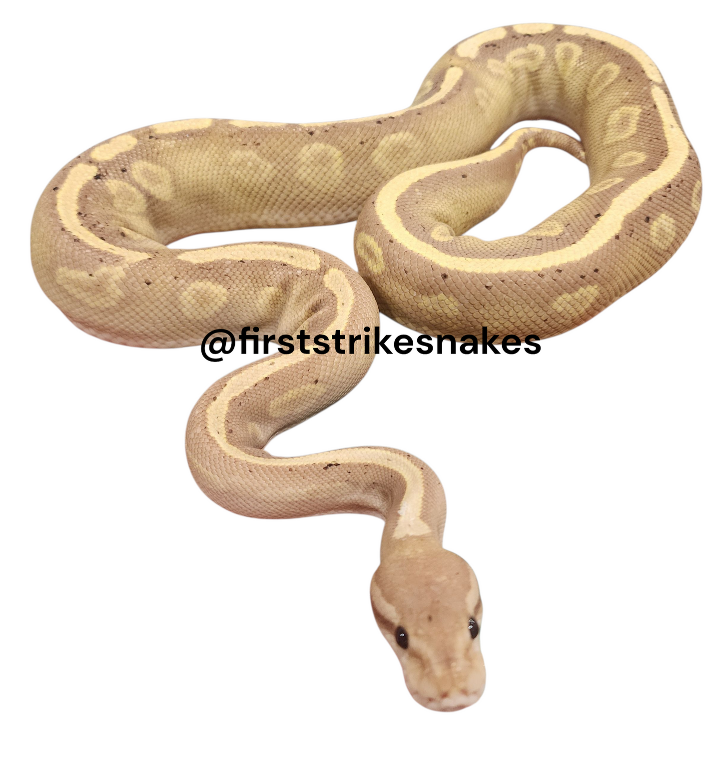 GHI Banana Het Clown Female