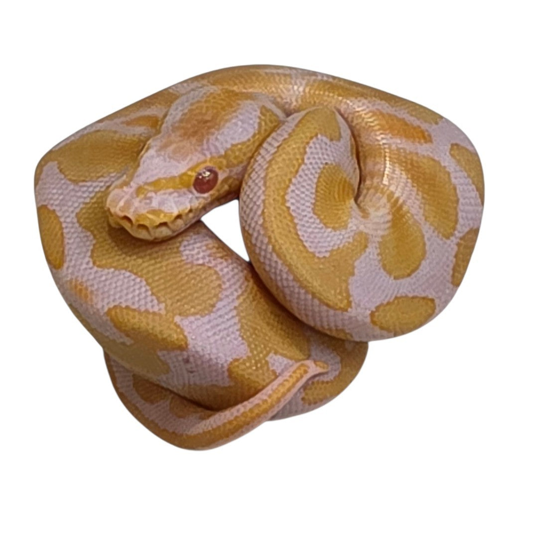 Albino Het Piebald