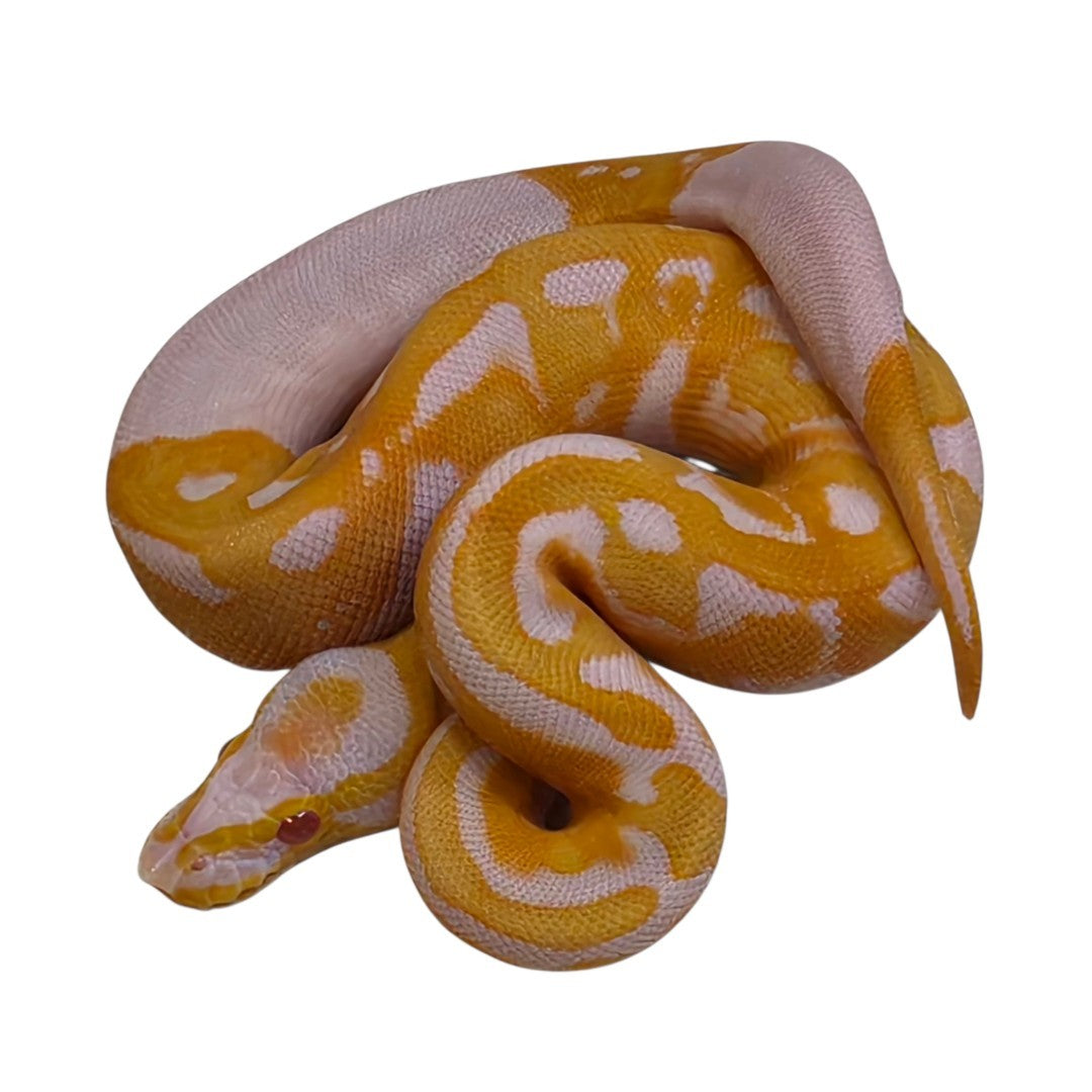 Albino Piebald