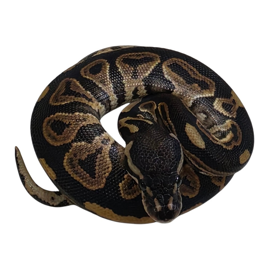 Black Pastel Het Piebald Het Albino Male
