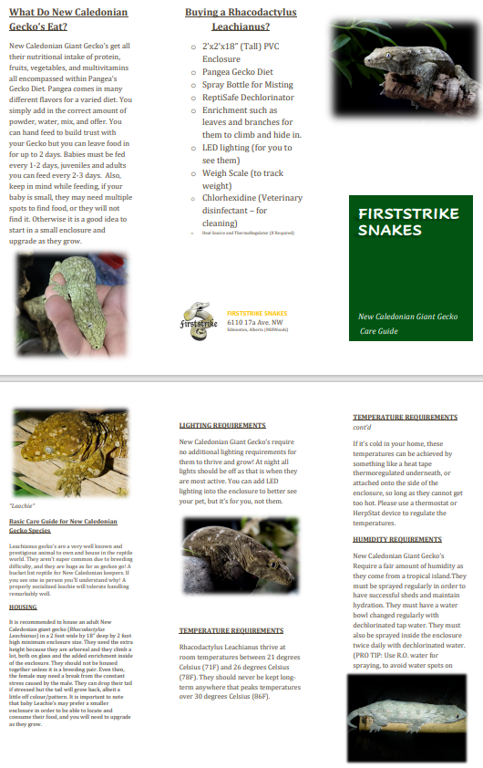 Leachianus Gecko Care Sheet