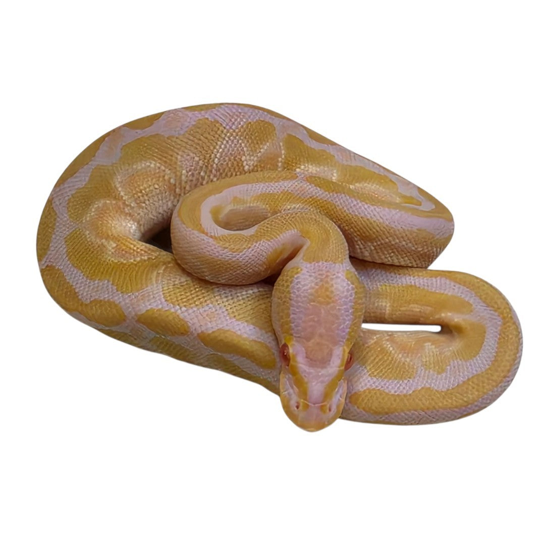Lesser Albino Orange Ghost Male