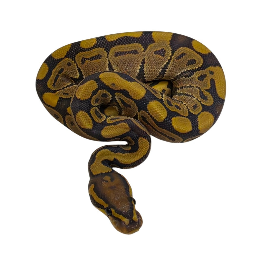 Orange Ghost Het Albino Female