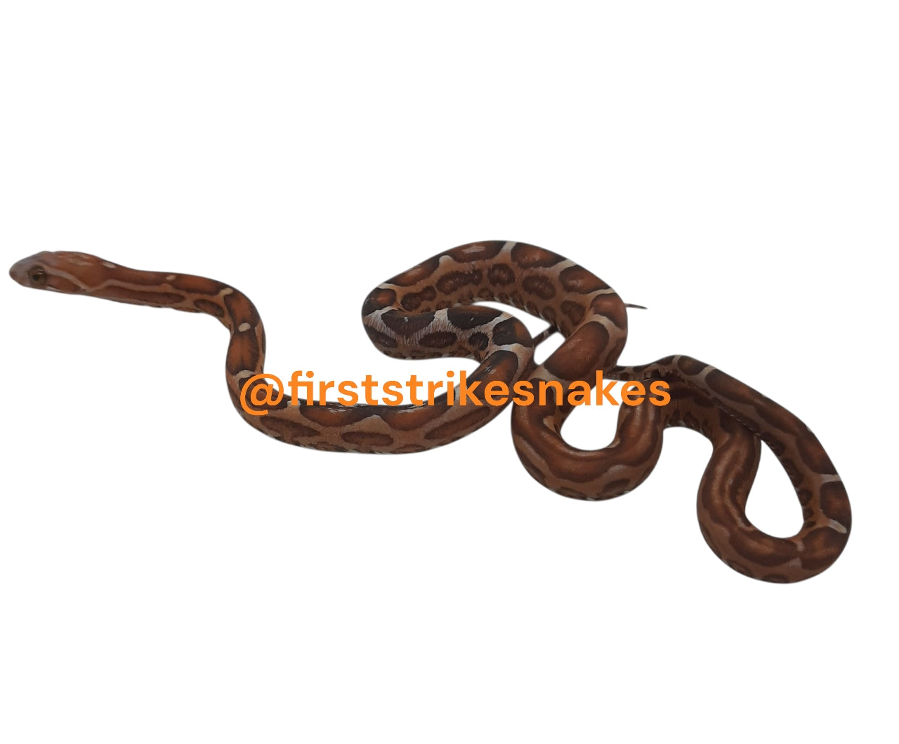 Scaleless Corn Snake Female