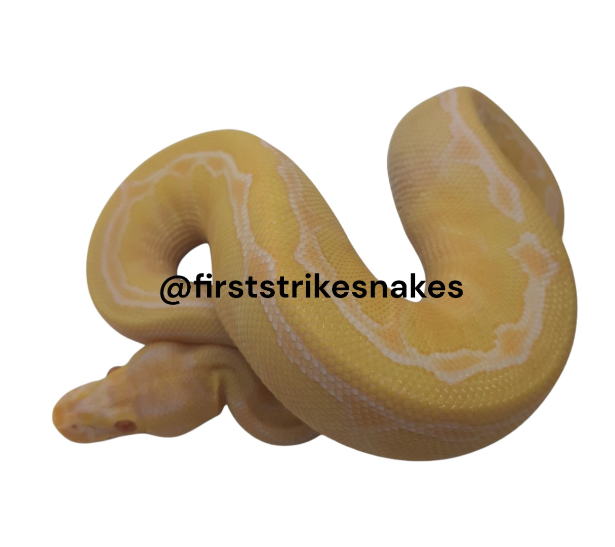 Pastel Lesser Albino Orange Ghost Female
