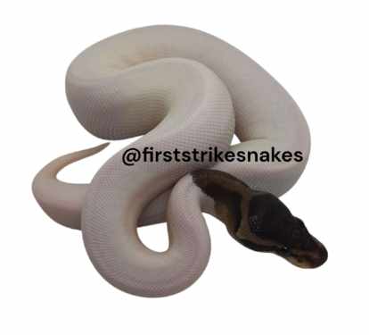 Black Pastel Piebald Pos Leopard Female