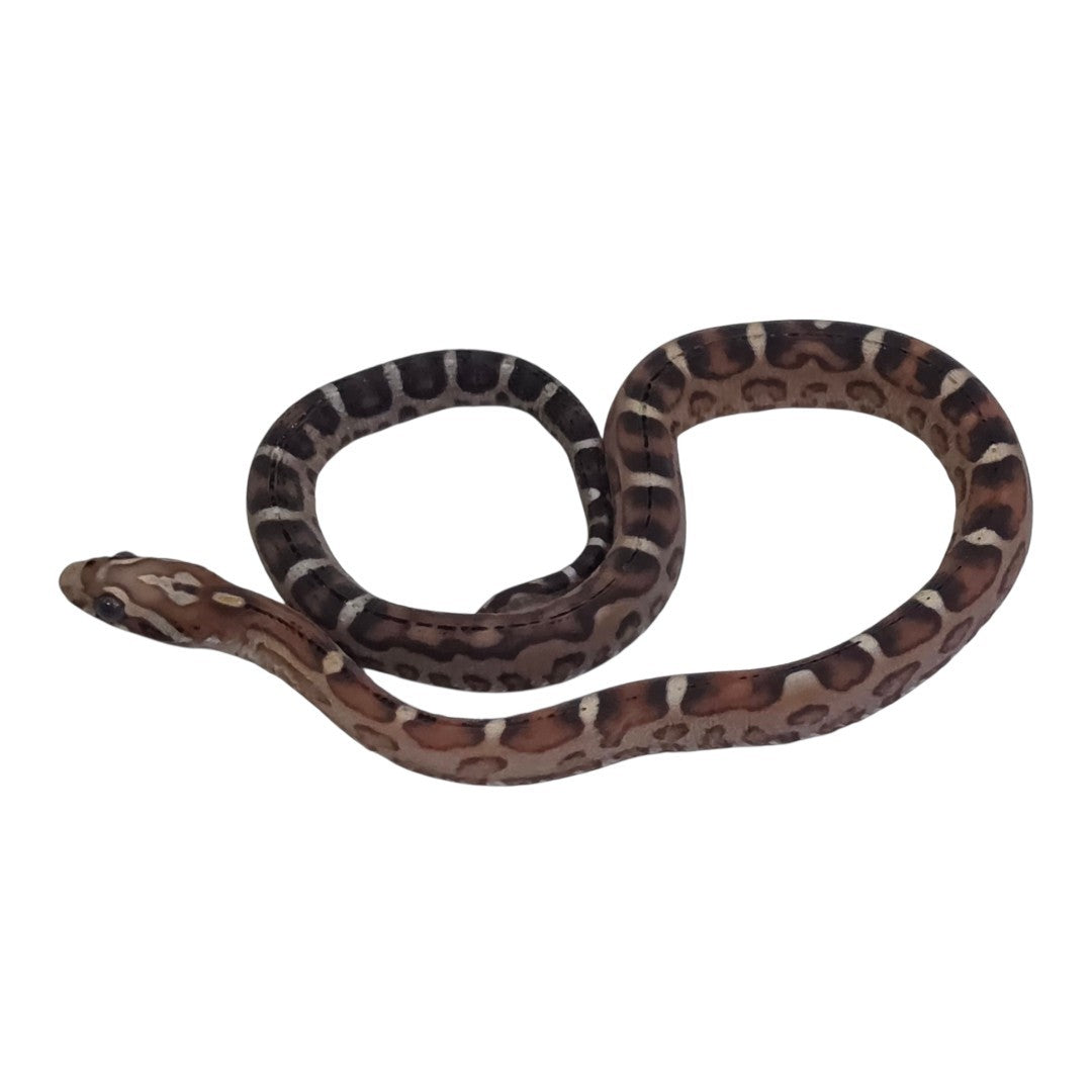 Scaleless Corn Female
