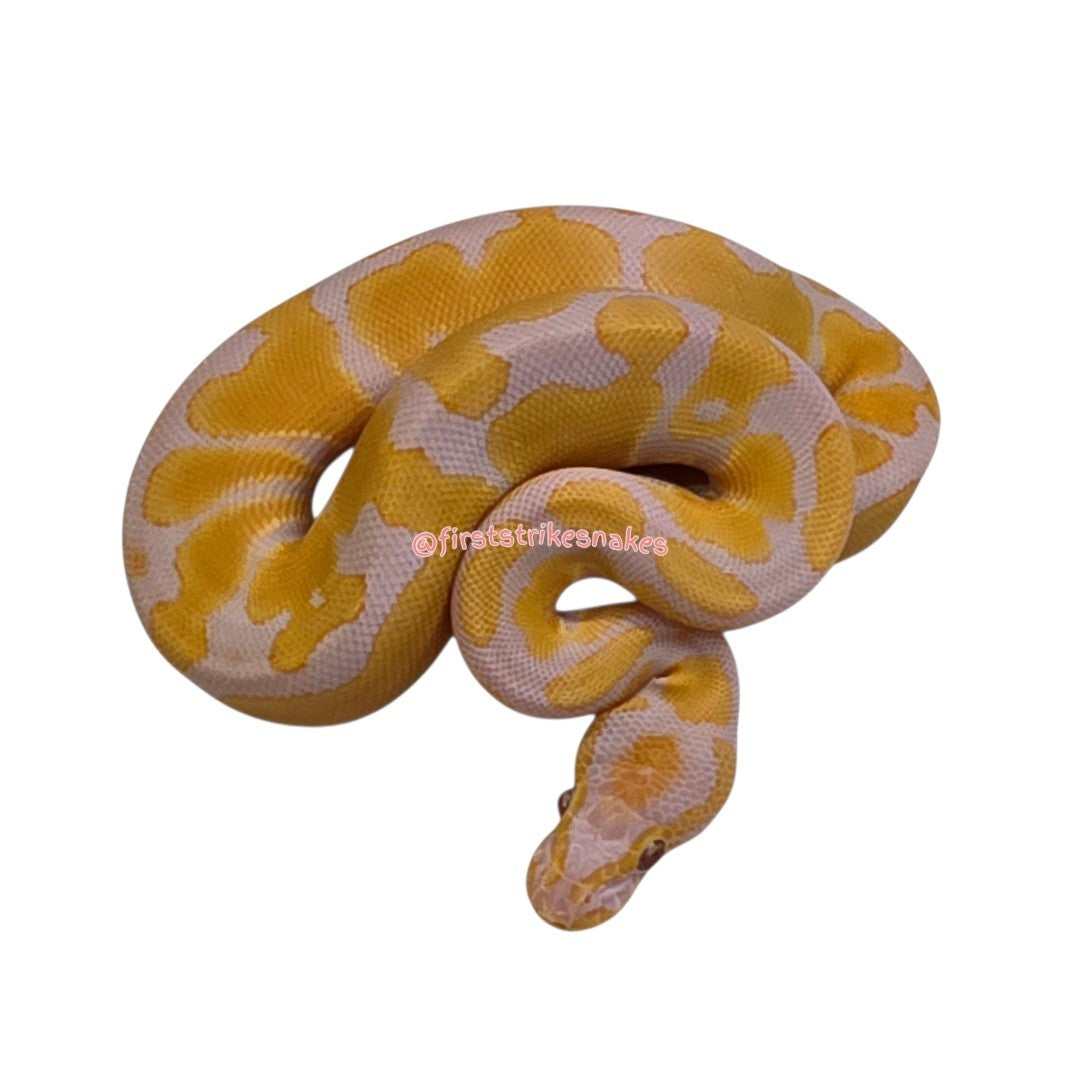 Toffee Het Piebald Female