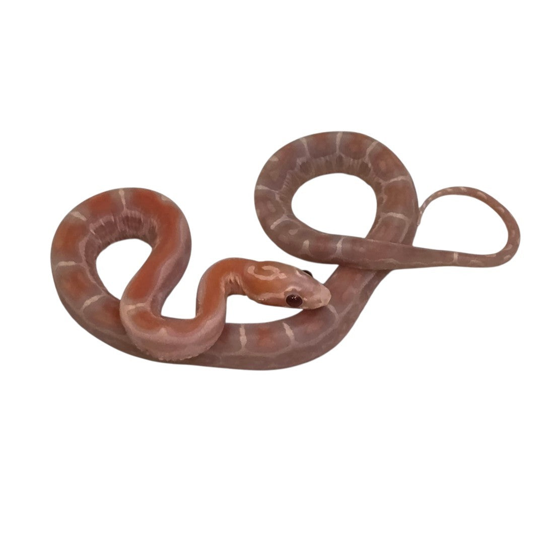 Ultra Amelistic Motley Scaleless Corn Snake Female