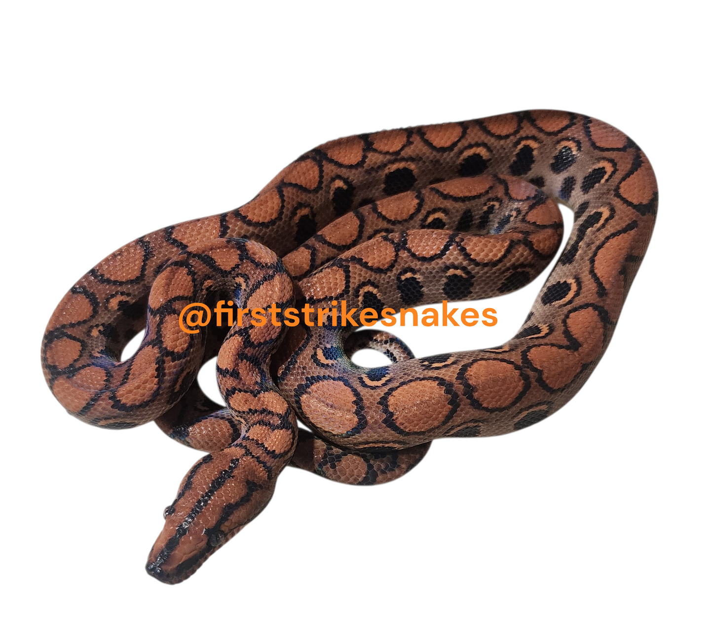Brazilian Rainbow Male