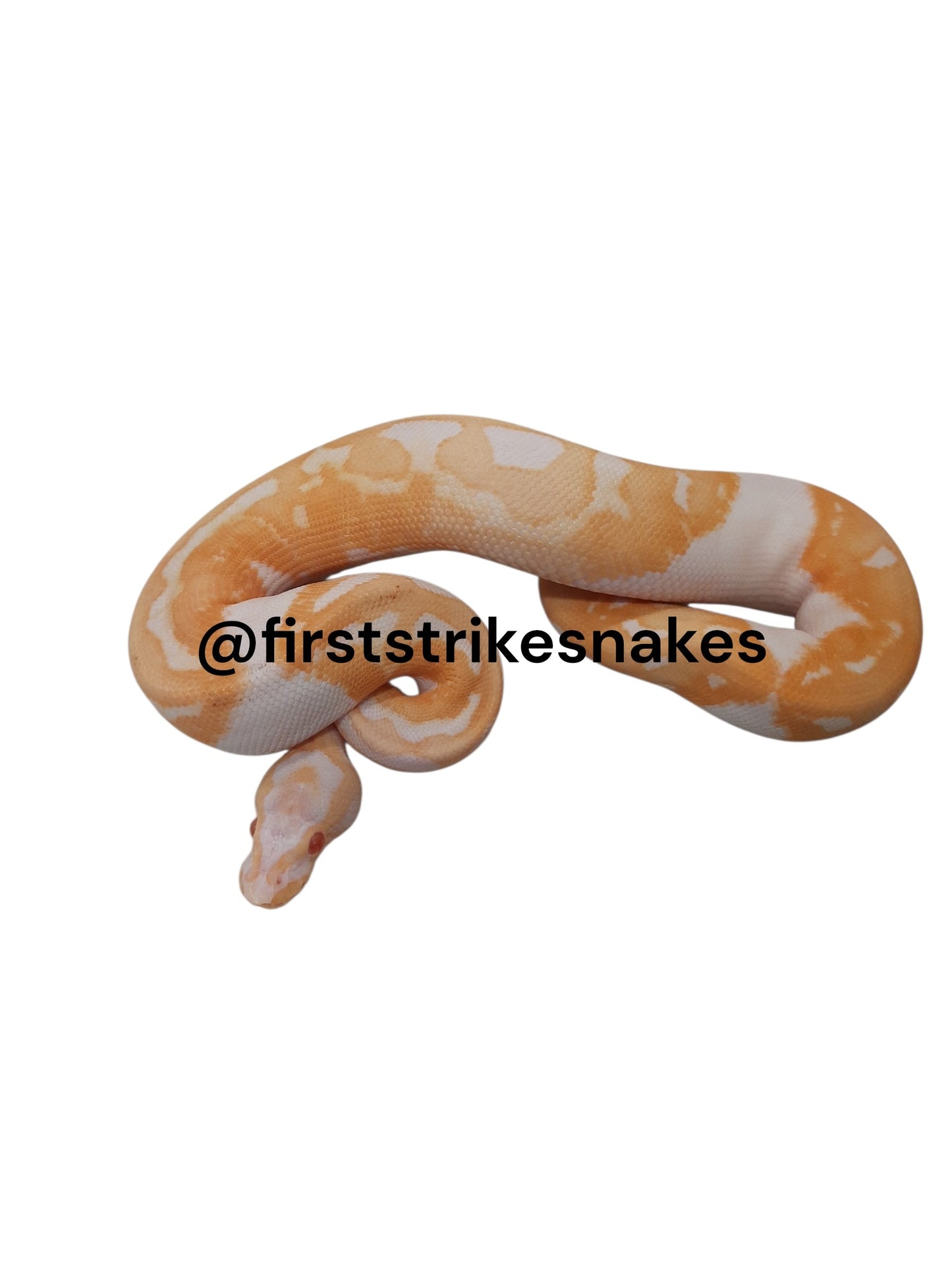 Pastel Albino Piebald Female