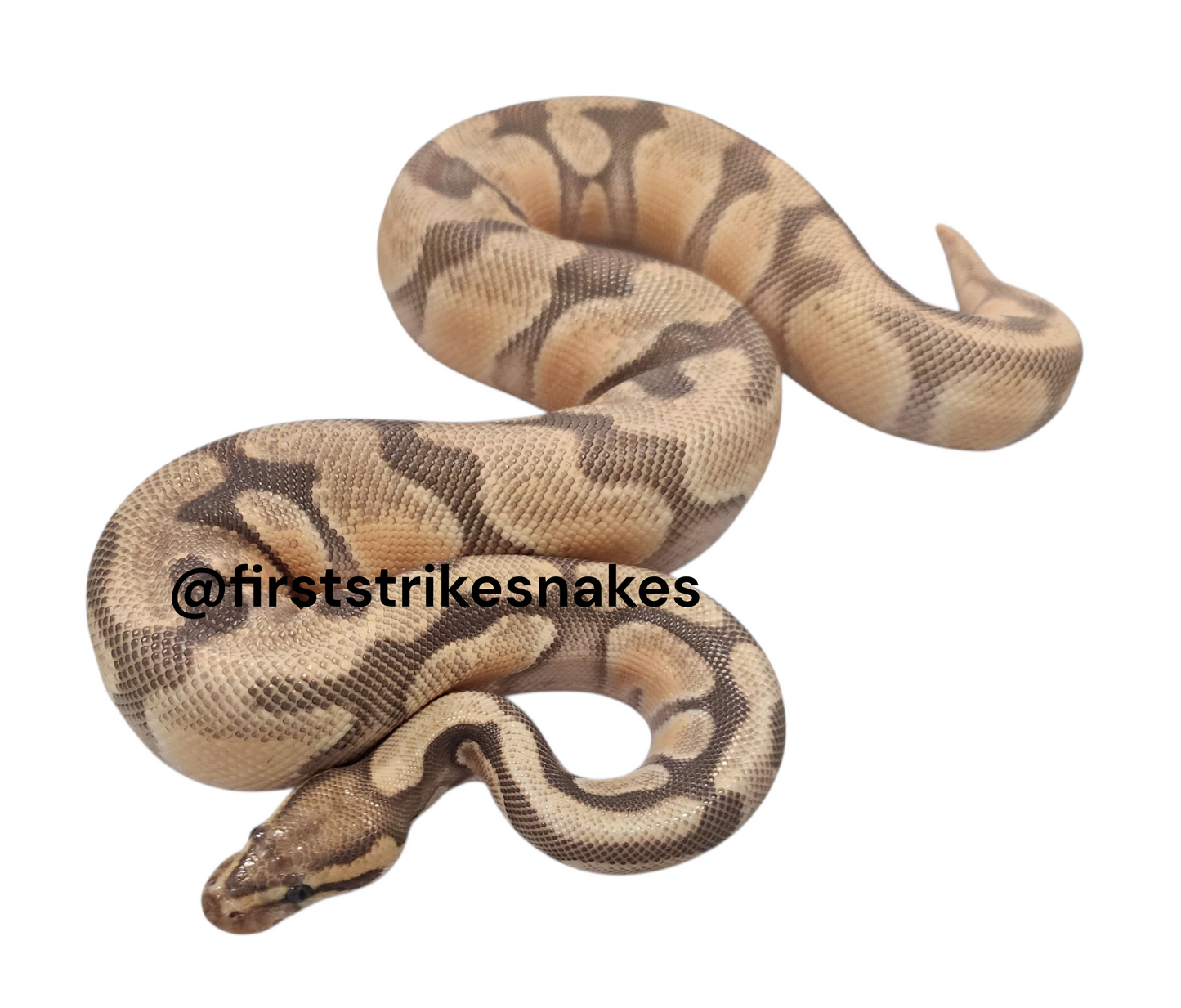 High Contrast Orange Dream Orange Ghost Enchi Female