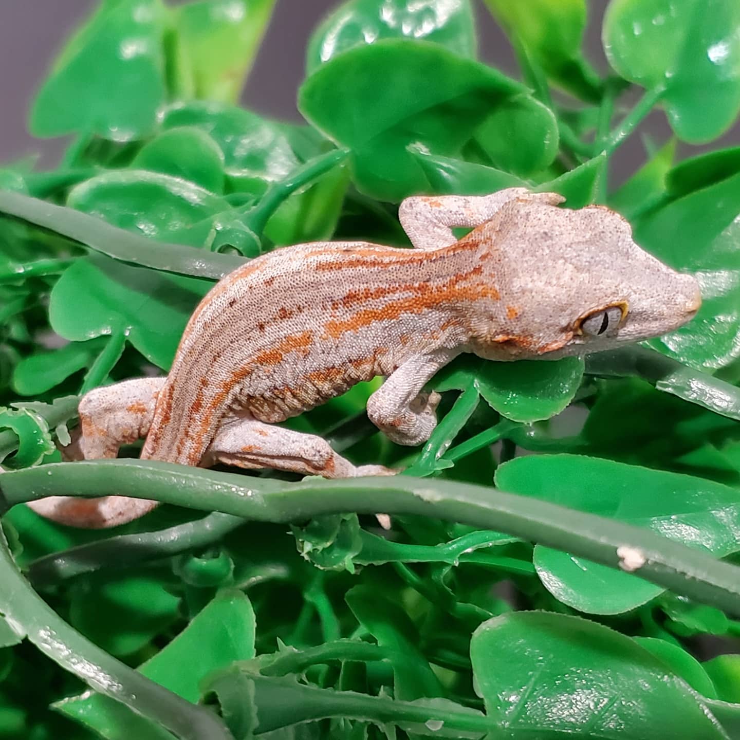 Gargoyle Gecko