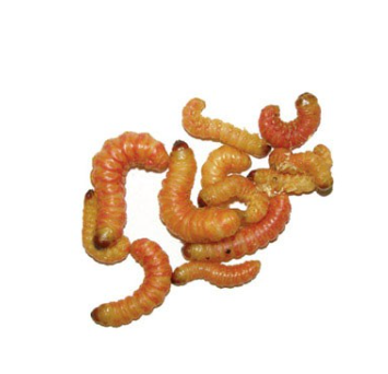 Butter Worms