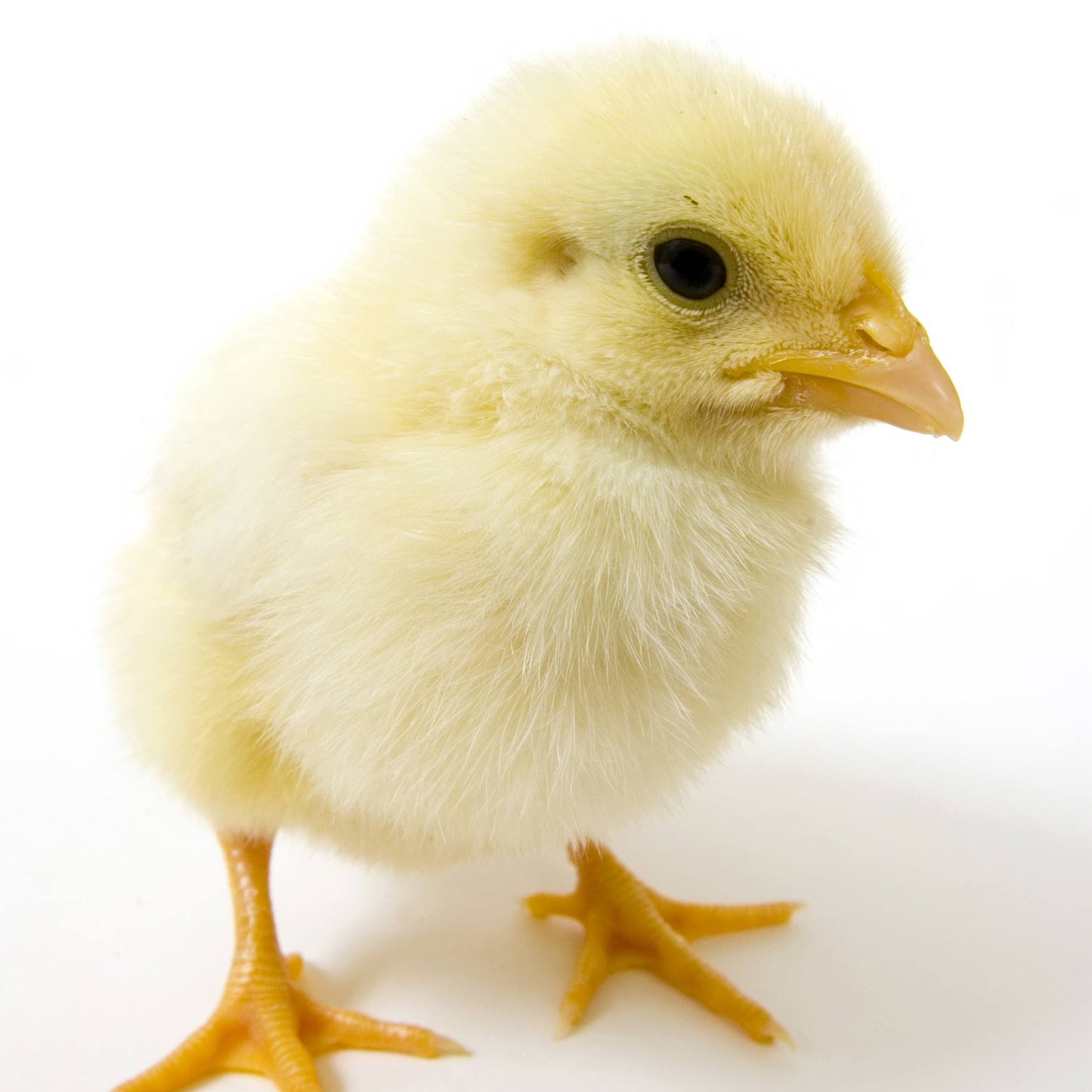 Frozen Chick 20-50 grams