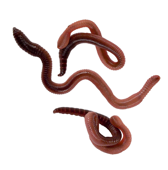 Dew Worms