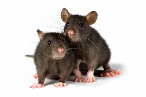 Rats Frozen