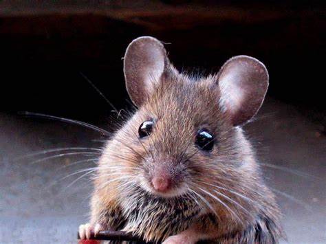 Mice Live