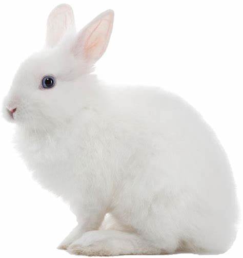 Rabbits Frozen