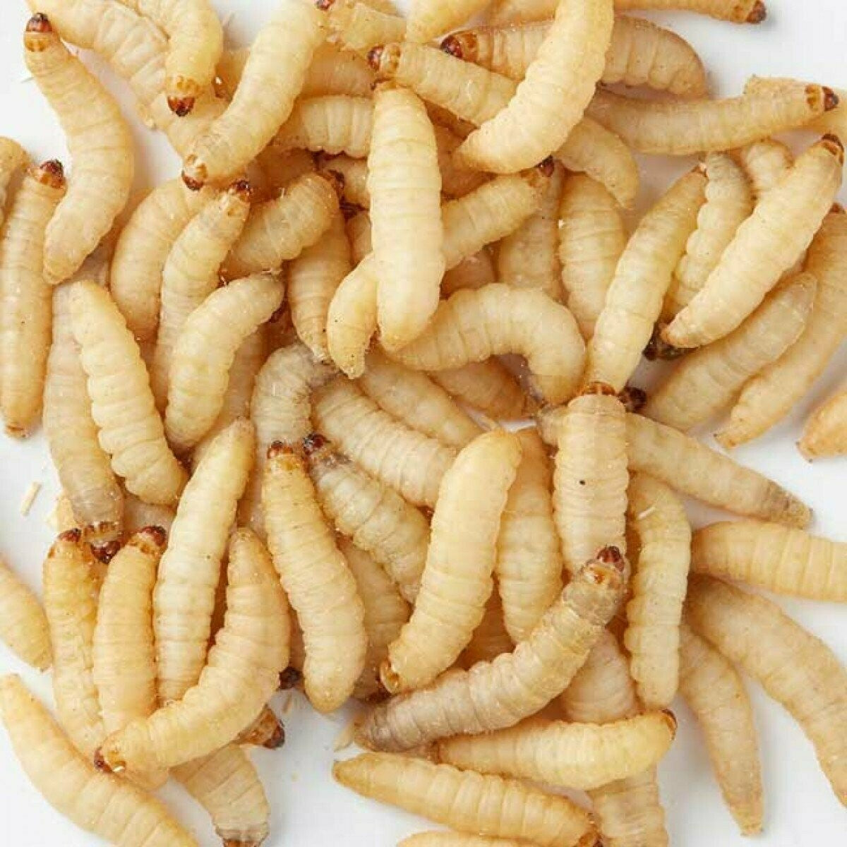 Wax Worms