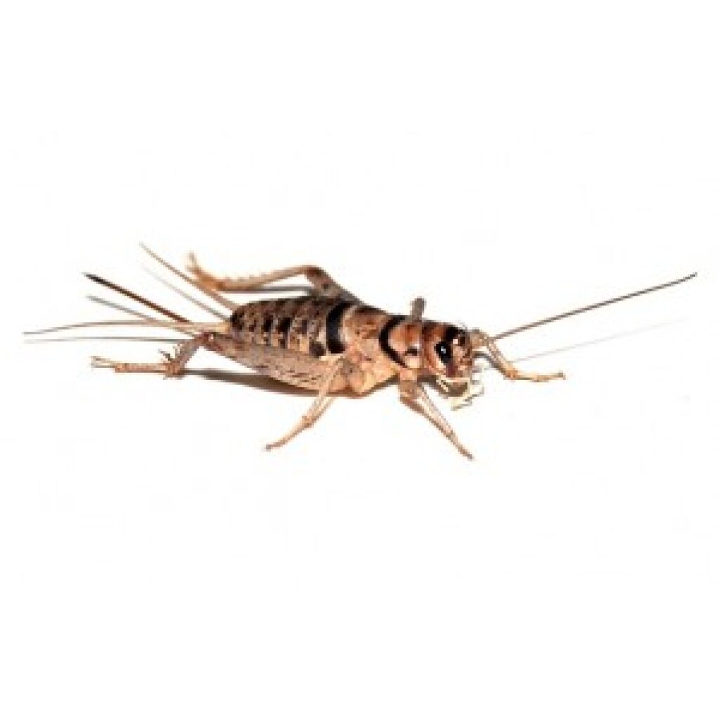 Crickets