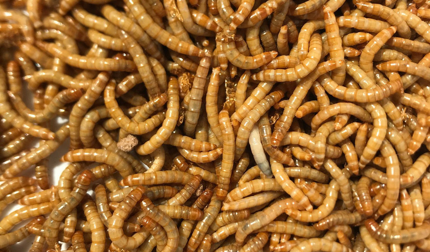 Meal Worms