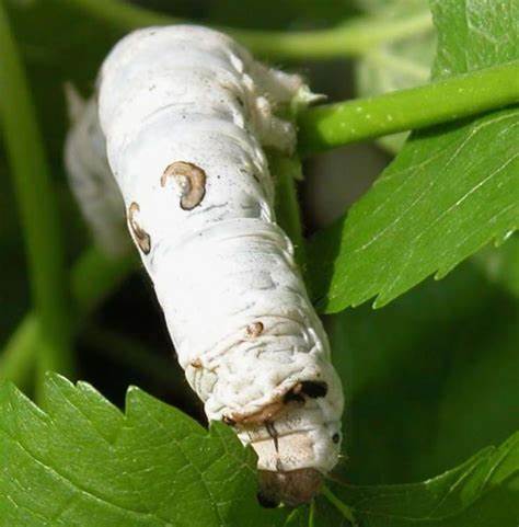Silk Worm