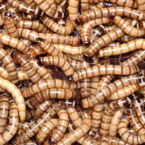 Super Worm