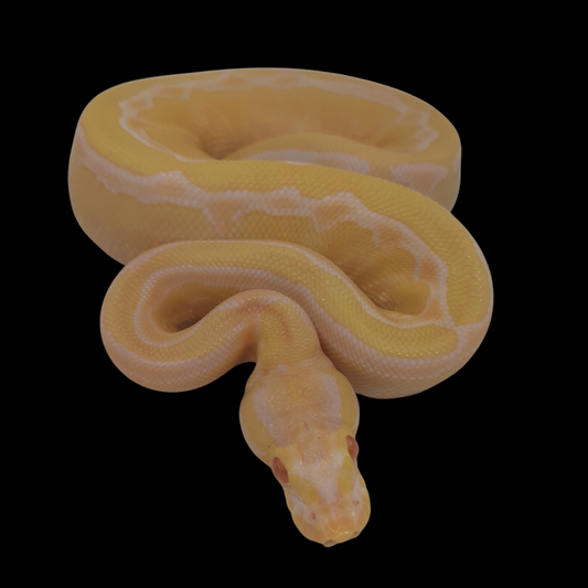 Lesser Albino Ghost Female