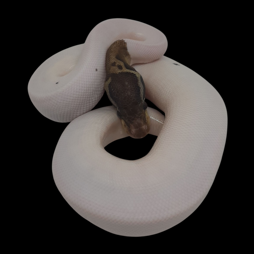 Black Pastel Piebald pos Leopard Male