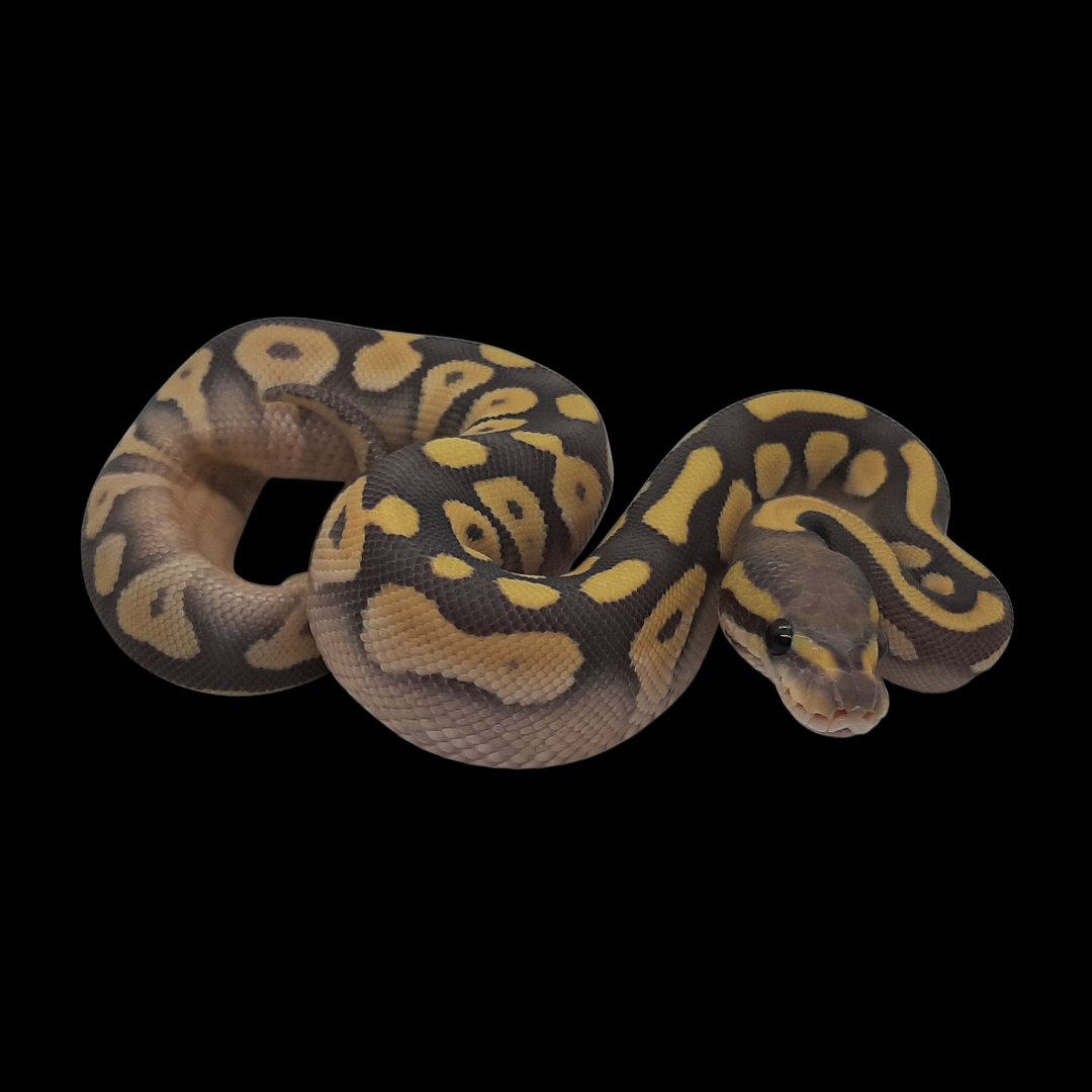 Mojave Pastel Orange Ghost Desert Ghost Female