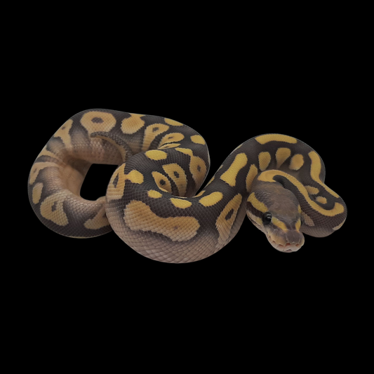 Mojave Pastel Orange Ghost Desert Ghost Female
