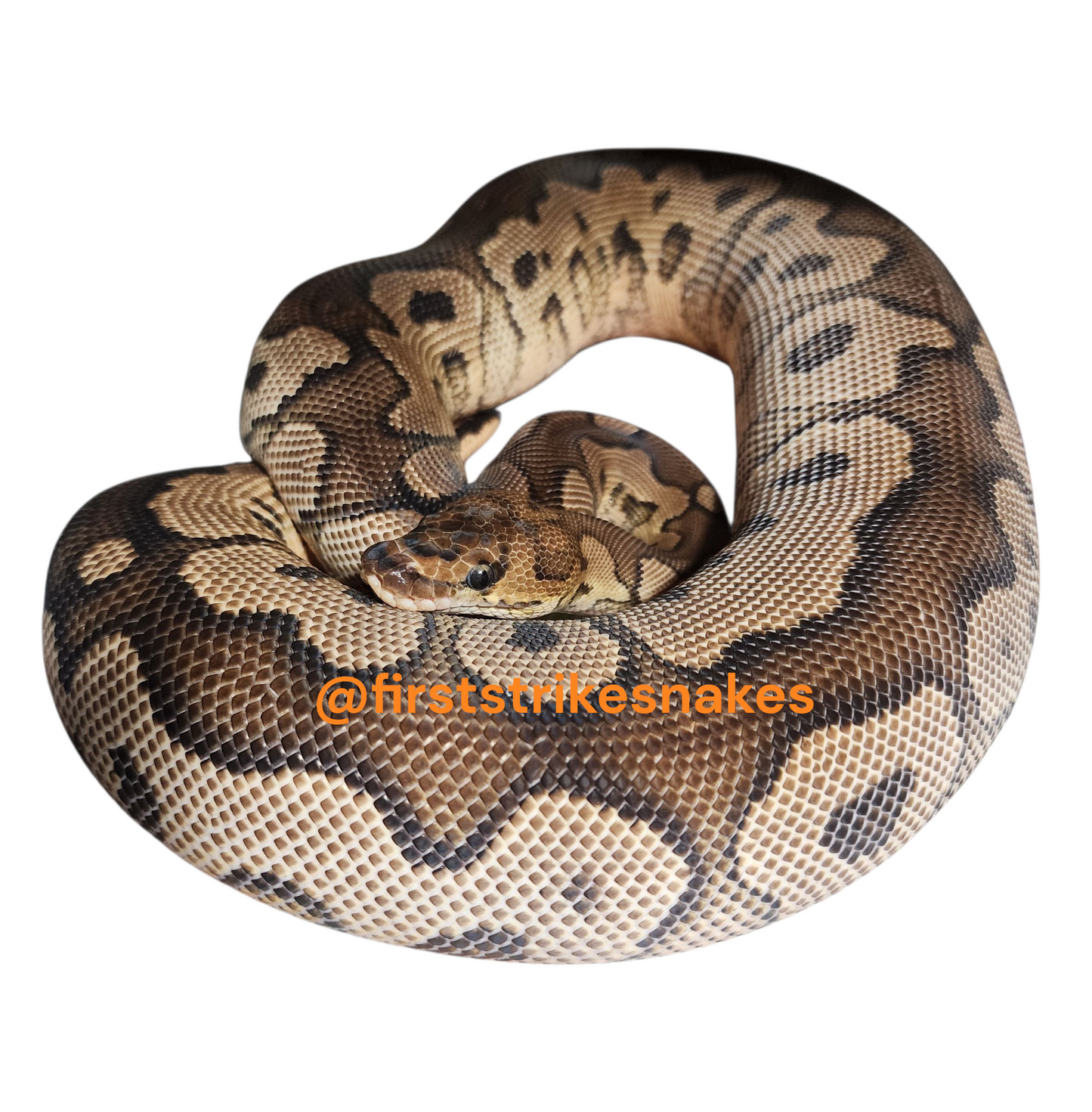 Black Pastel Spotnose Clown Female