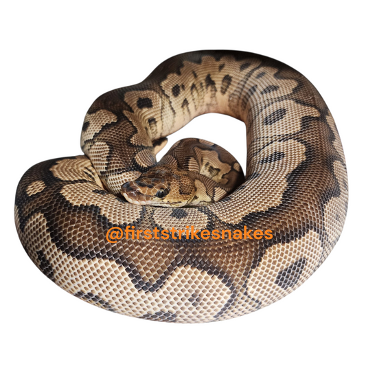 Black Pastel Spotnose Clown Female