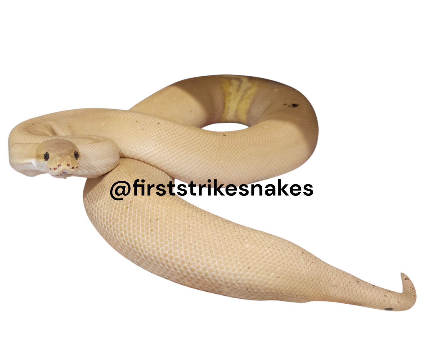 Banana 8 Ball Het Orange Ghost Het Albino Female