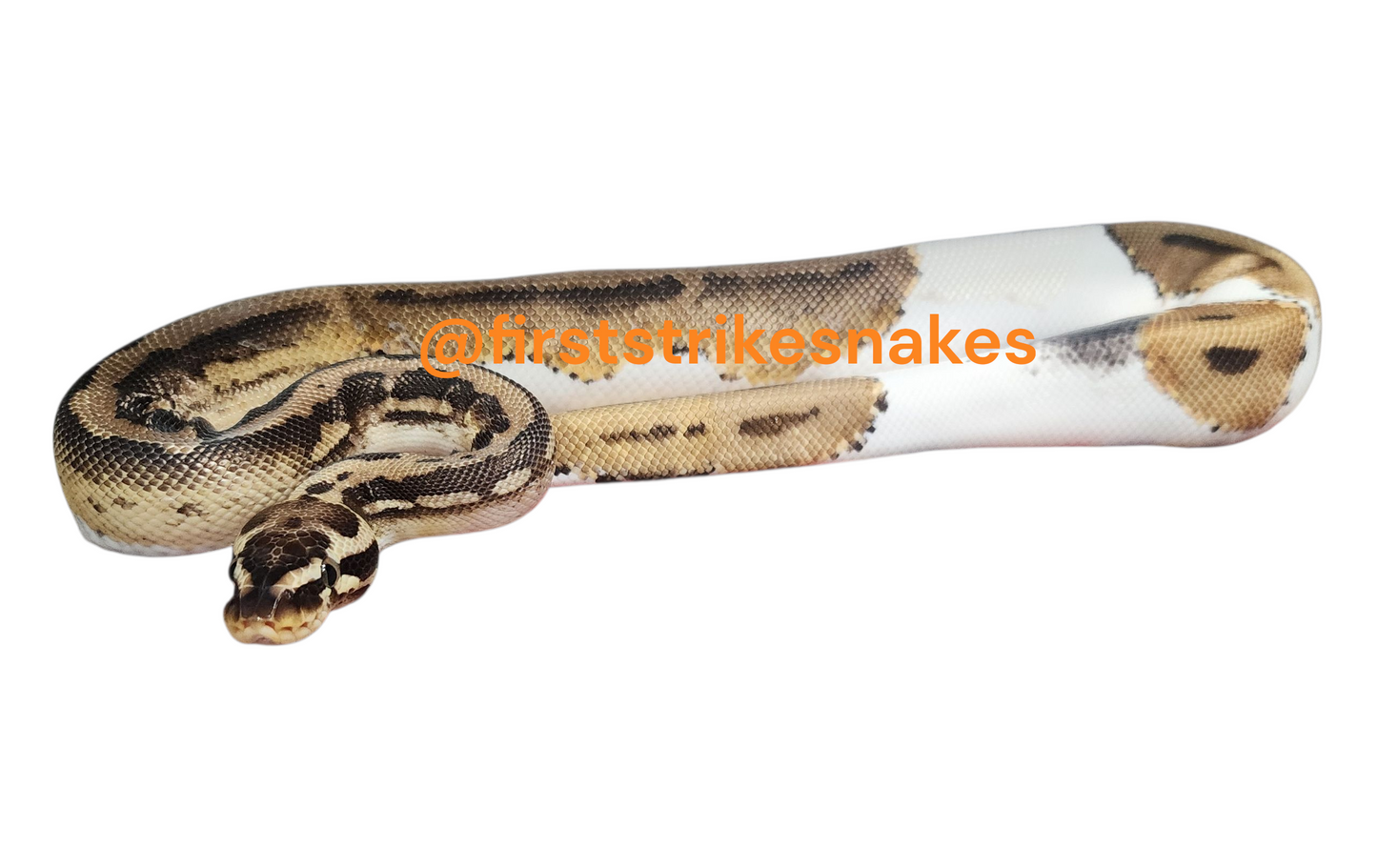 Pastel Leopard Piebald Male