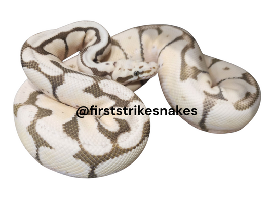 Bumblebee Desert Ghost Het Orange Ghost Male
