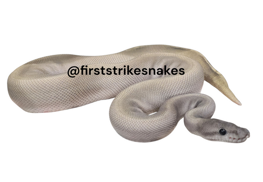 GHI Mojave Black Pastel Pastel Orange Ghost Male