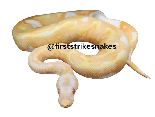 High Contrast Albino Piebald Female