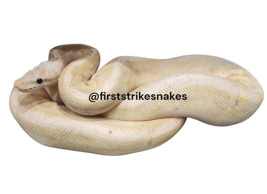 Banana Black Pastel or Cinnamon Male