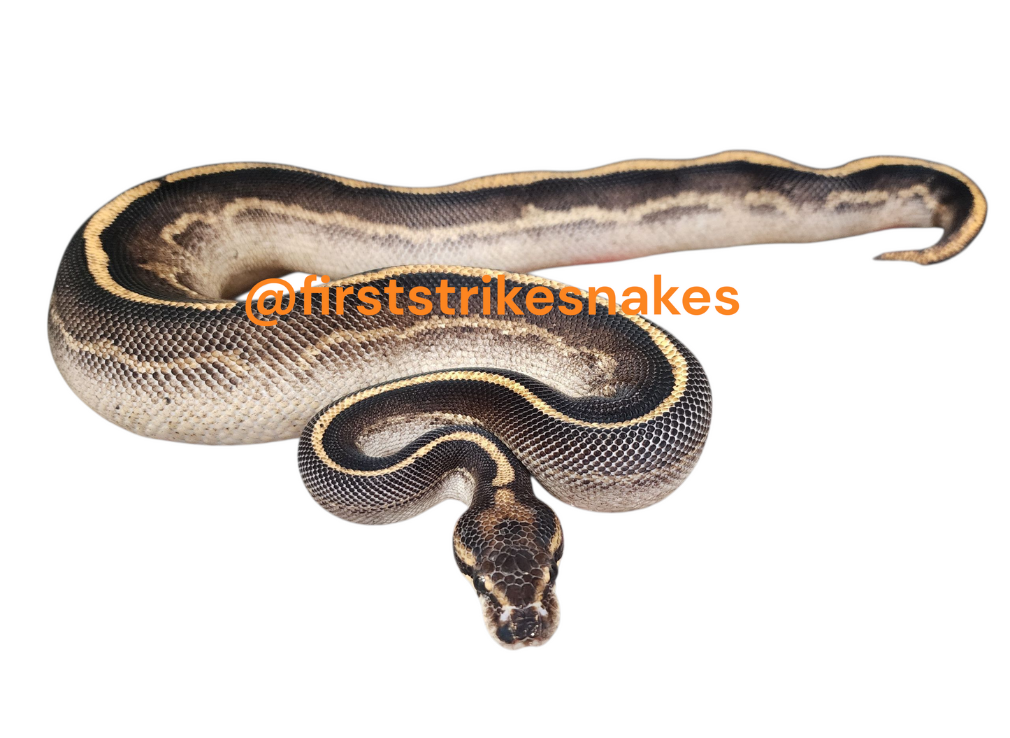 Blackhead Freeway Female