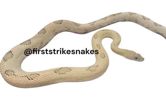 Blonde Het Axanthic Transpeco Rat Snake Female