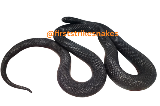 Black Mexican King Female