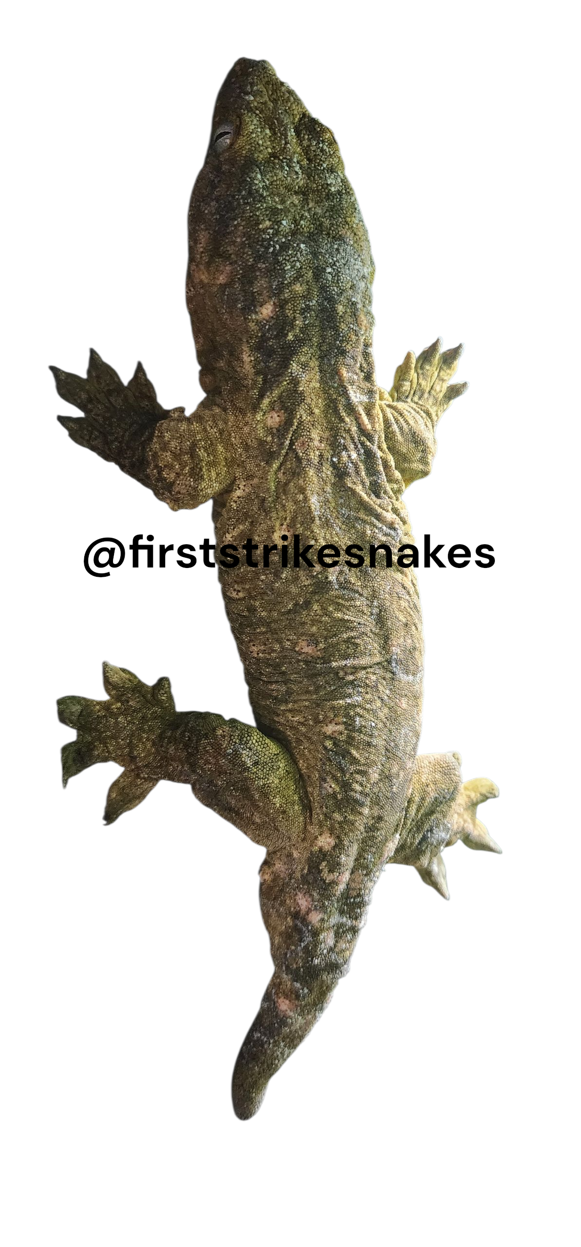 Breeding Pair of Leachie Geckos