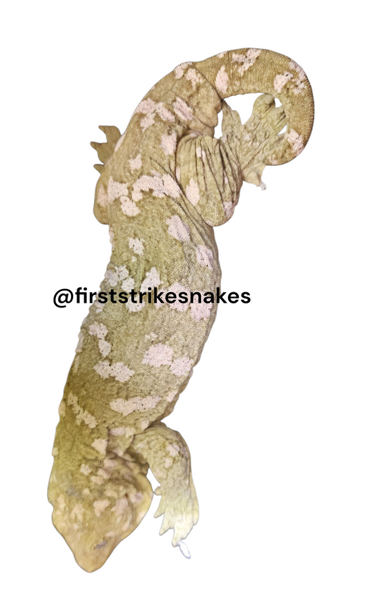 Breeding Pair of Leachie Geckos