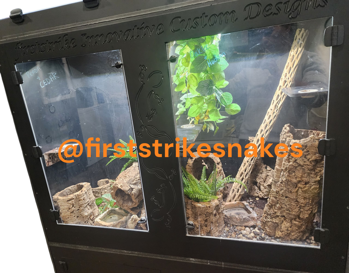 Breeding Pair of Leachie Geckos