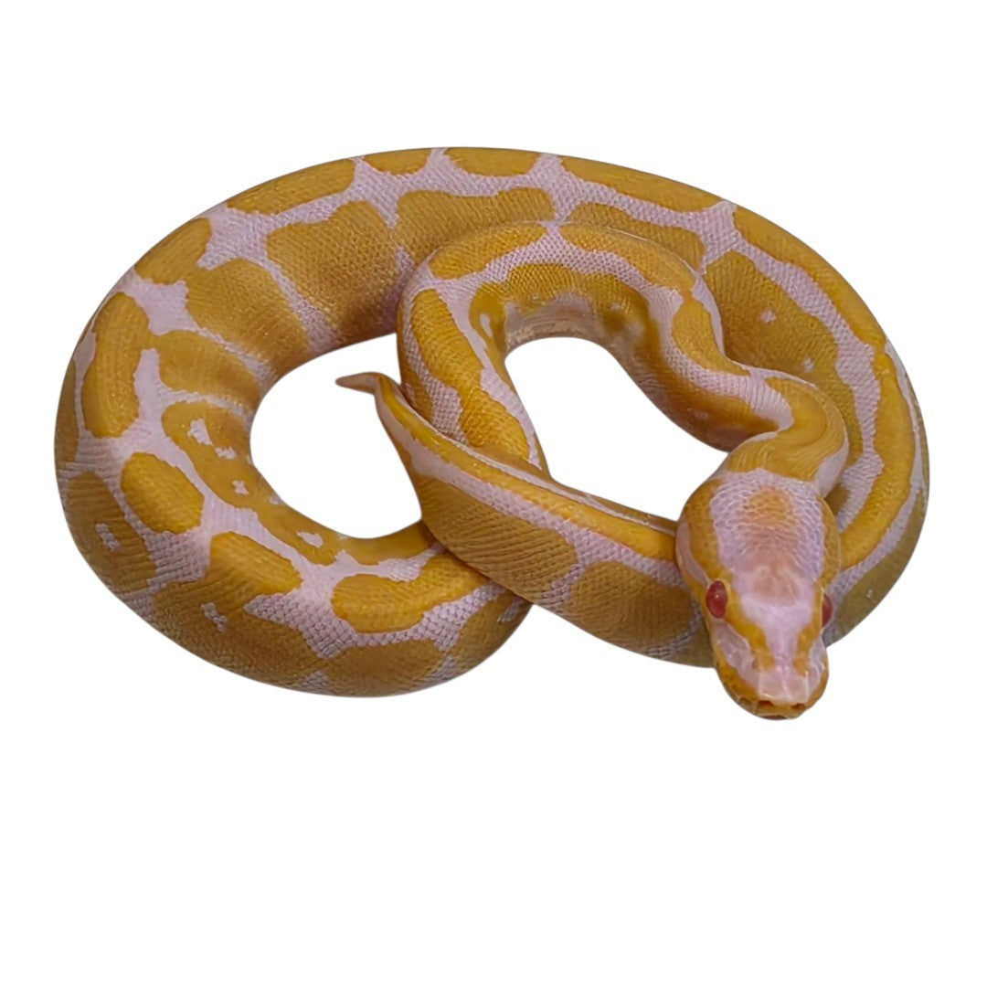 Albino Orange Ghost Female