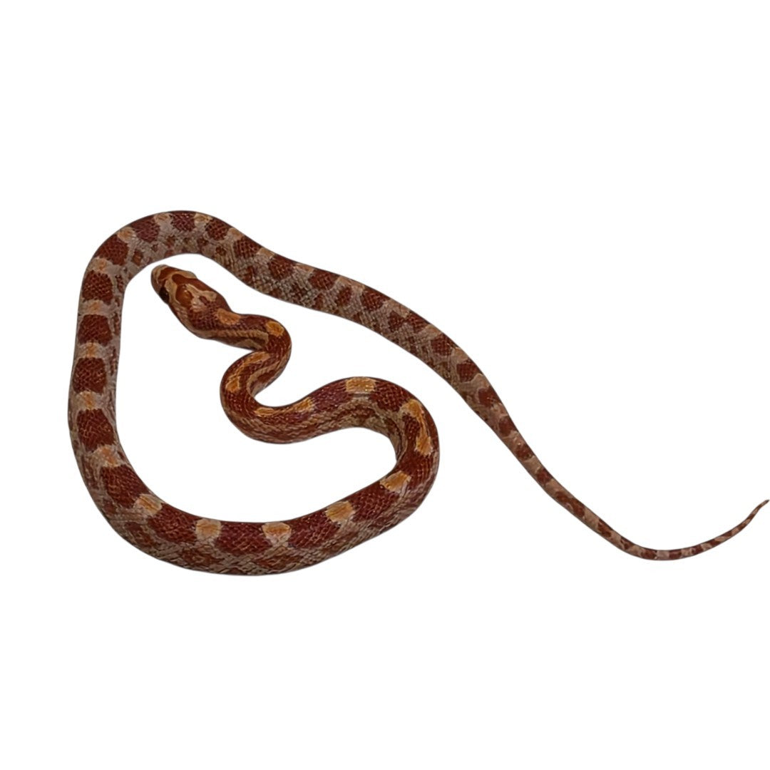 Red Albino Corn Snake