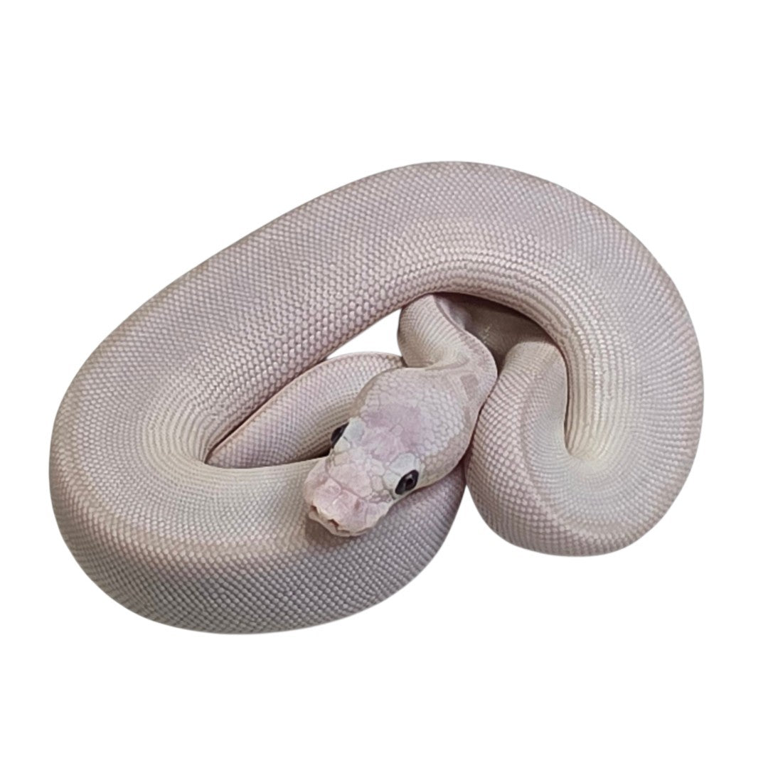 Blue Eyed Lucy Orange Ghost Het Albino Female