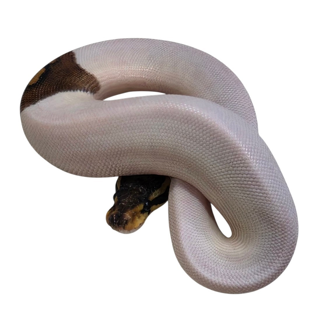 Black Pastel Piebald Het Albino Male